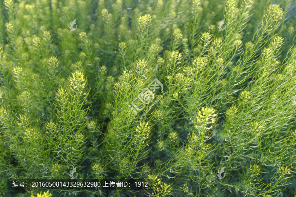 油菜花