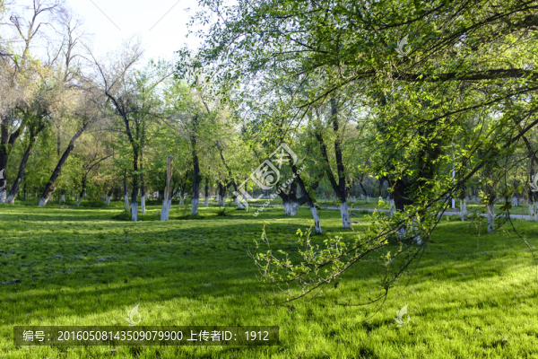 綠樹林