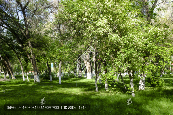 綠樹林