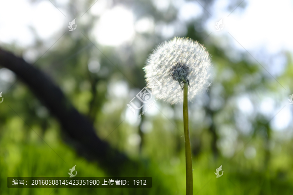 綠樹林