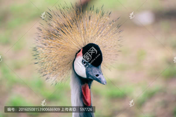 皇冠鳥
