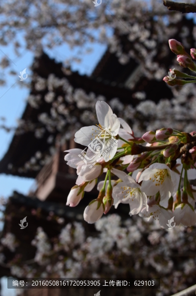 櫻花