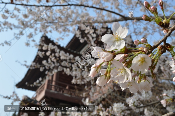 櫻花閣樓