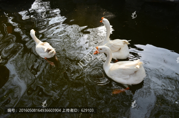 鵝