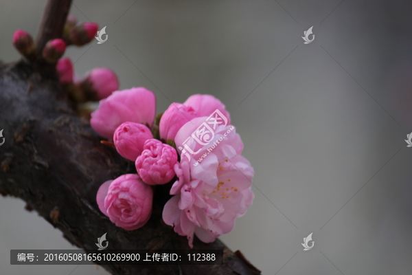 黑龍江,春天,第一花,小桃紅桃