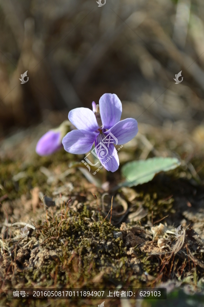 小花