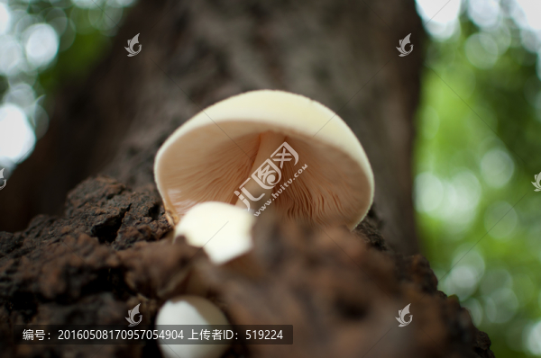 樹(shù)上生長(zhǎng)的蘑菇