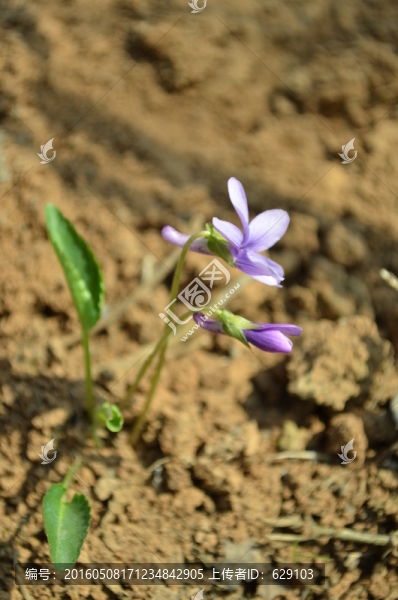 小花