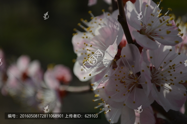 杏花