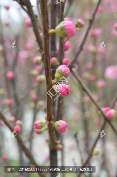 梅花