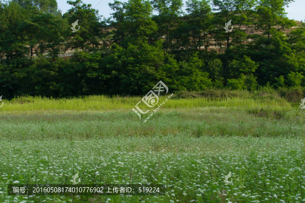 原野,田園