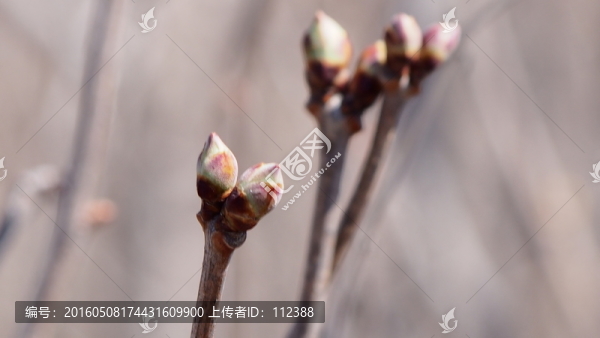 丁香,枝芽