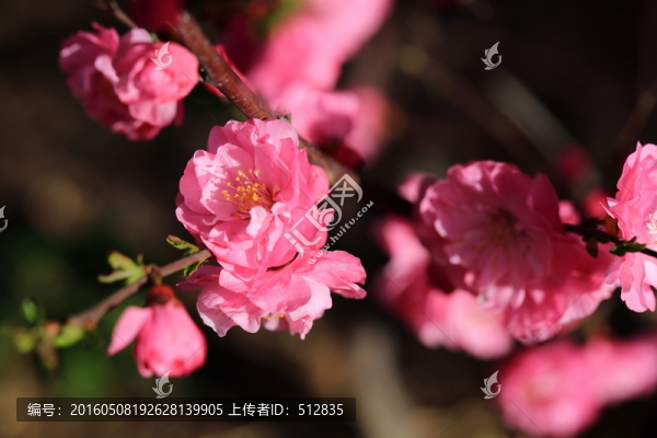 櫻桃花