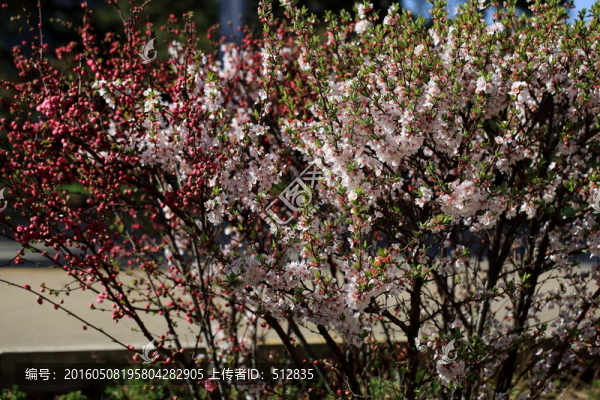 櫻桃花