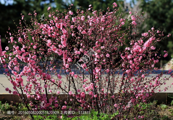 櫻桃花
