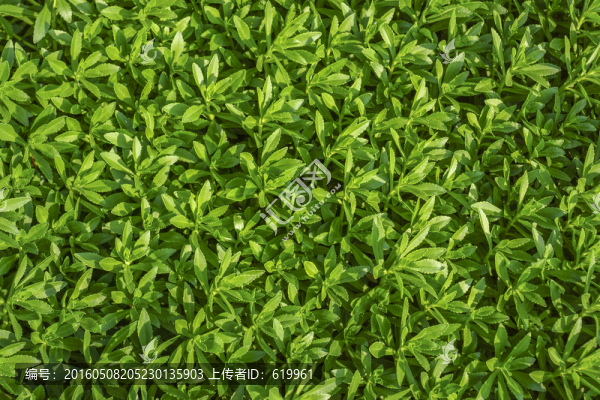 養(yǎng)心菜綠葉背景