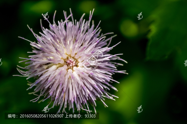 蒲公英