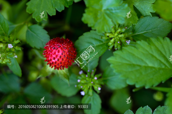 蛇莓