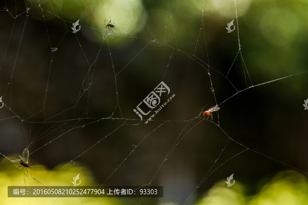 蜘蛛網(wǎng)