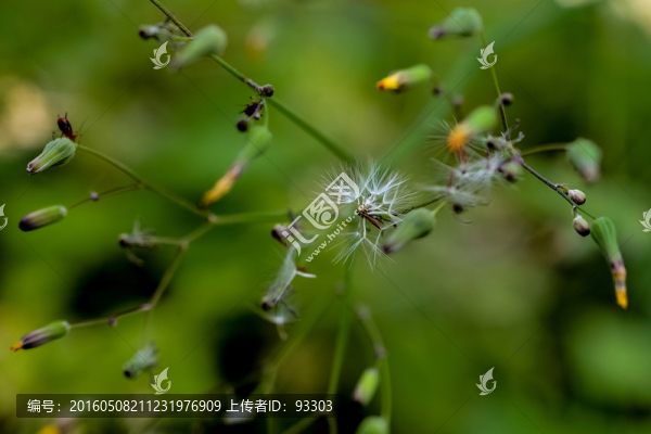 蒲公英