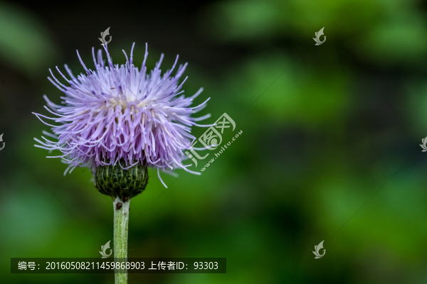 蒲公英