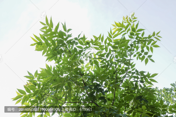 綠葉背景
