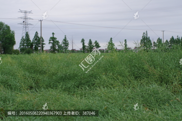 油菜地