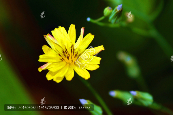 黃色野花