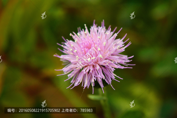 路邊的野花