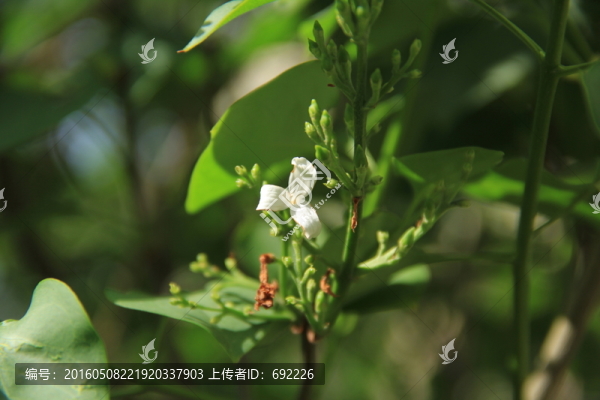 綠葉白花