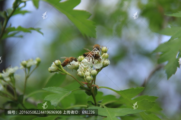 蜂之戀