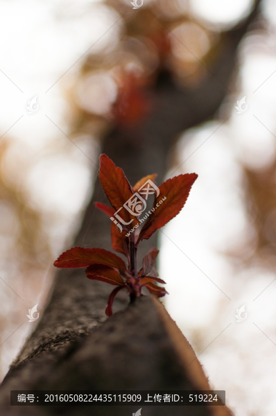 樹木發(fā)芽