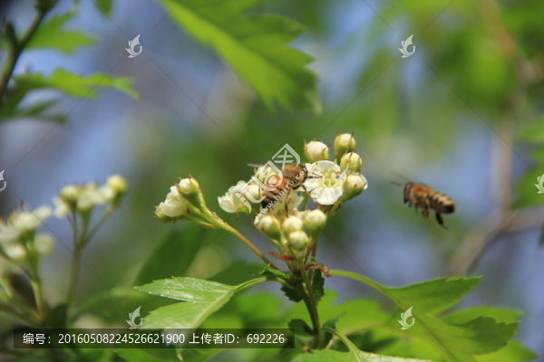 蜂戀花