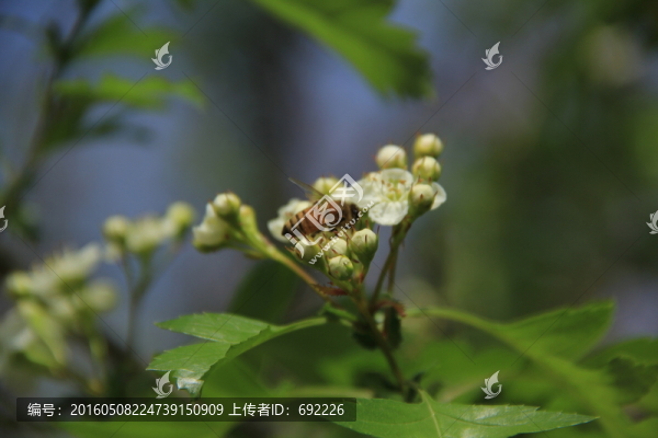 蜂之戀