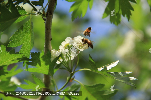 蜂花戀
