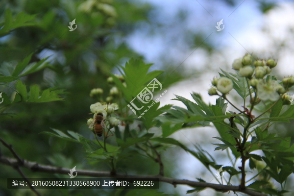蜂之戀