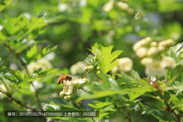 蜂之戀