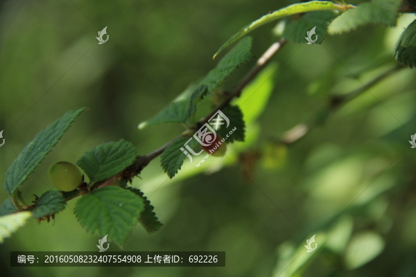 櫻桃