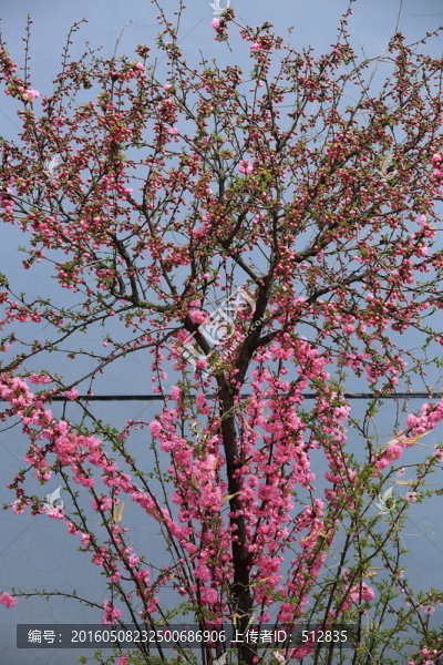 櫻桃花
