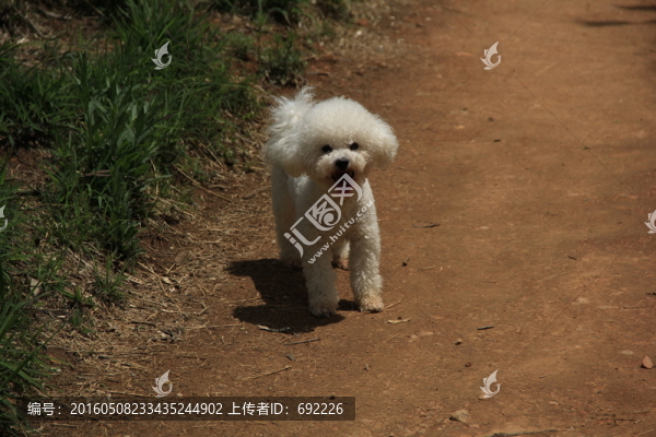 比熊狗