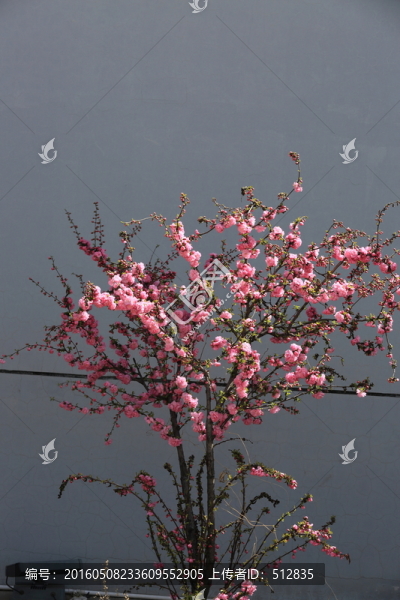 櫻桃花