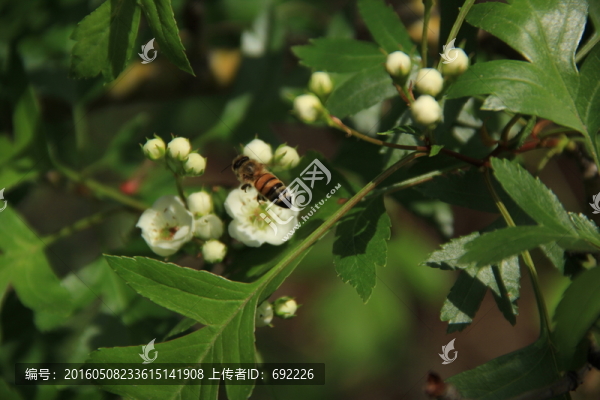 蜂花之戀