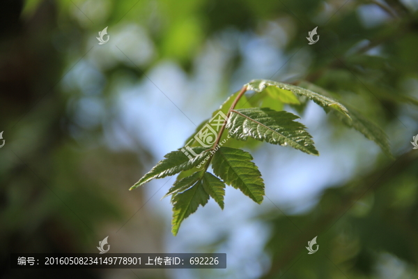 枝葉