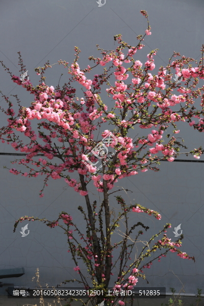 櫻桃花