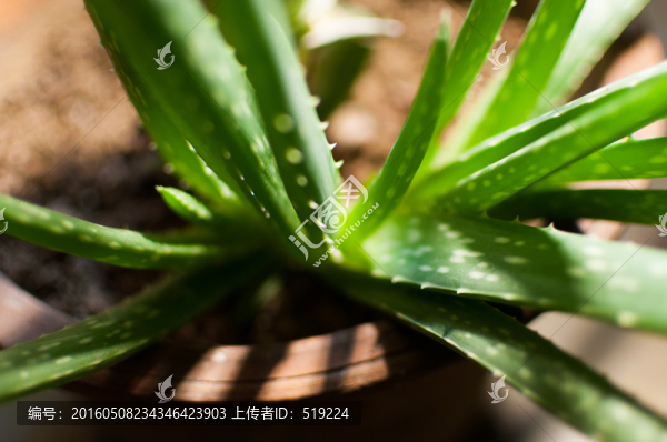 蘆薈