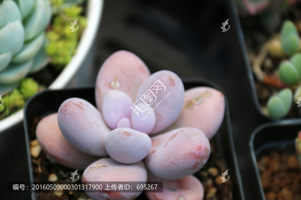 花卉