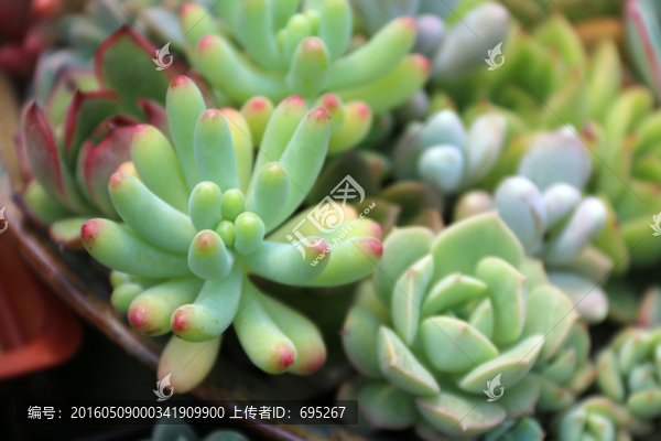 沙漠植物