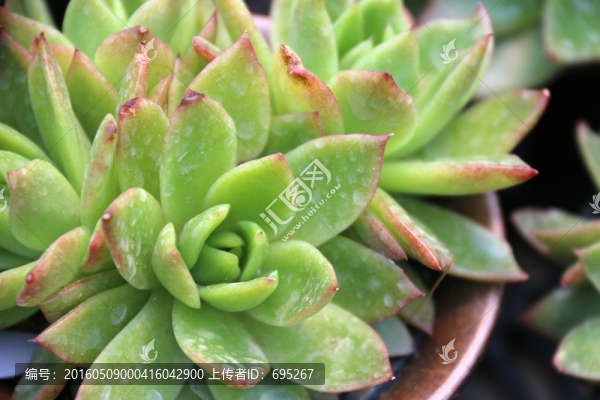 石蓮花開(kāi)花