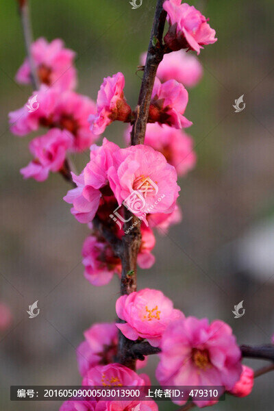 桃紅柳綠,花卉,花樹,春天,花