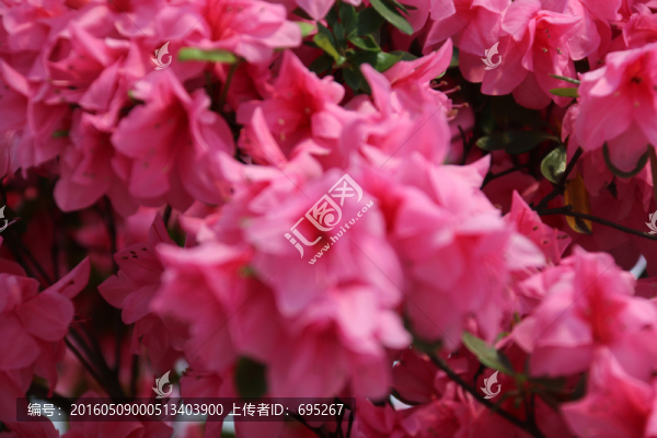 紅杜鵑